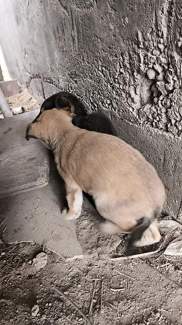 Отдам даром собаку: 300сом тайган аралаш — 1