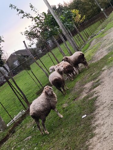 Gəmiricilər: 🌿 Lənkəranda böyüyən təmiz quzular 🐏 Satışa çıxarılıb 💚 Tək-təkdə — 7