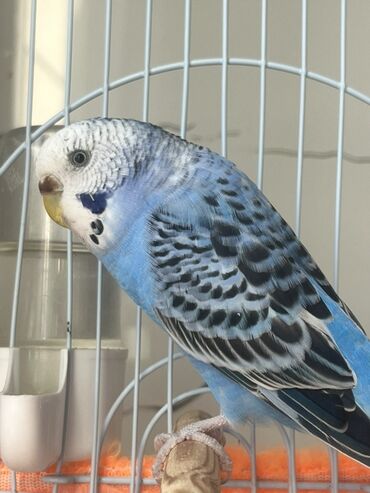 Qəfəslər: İki dene cüt tutu quşular qefesi yuvası ile bir yerde 30 manata — 11