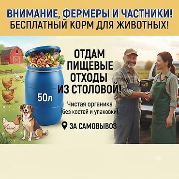 питомник хаски бишкек: Бесплатный корм для животных — пищевые отходы из столовой. - Объём — 1