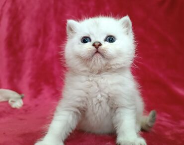 вислаухий кот: Предлагается к предварительному резерву шикарный шотландский котенок