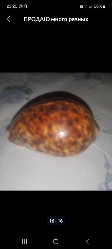 Зоотовары: Продаю много разных хороших интересных вещей заходите в мой профиль — 9