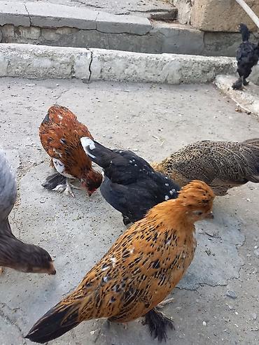 xoruzu: Satsı: dekorativ Yaponka xırda cins toyuqlar (bantam tipli) — 5