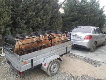 Qoşqular: Minik maşını üçün qoşqular — 7