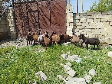 Qoyunlar, qoçlar: Qoyun sürüsü satılır Salam 5 qoyun 5 qüzû satılır ünvan novxanı cavan — 10