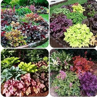Другие садовые цветы и кустарники: Продаю гейхеру. В коллекции более 80 сортов. Звоните по тел. Вацап — 25