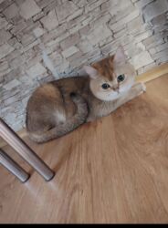 sarı pişik: Qızıl şinşilla, Erkək, Cütləşmə üçün, Ünvandan götürmə