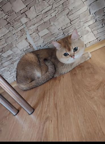 golden chinchilla: Qızıl şinşilla, Erkək, Yaxşı əllərə — 3