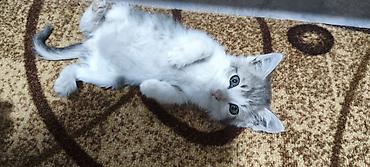 отдам котят в добрые руки бишкек: Находка и пропажа кошек — 1