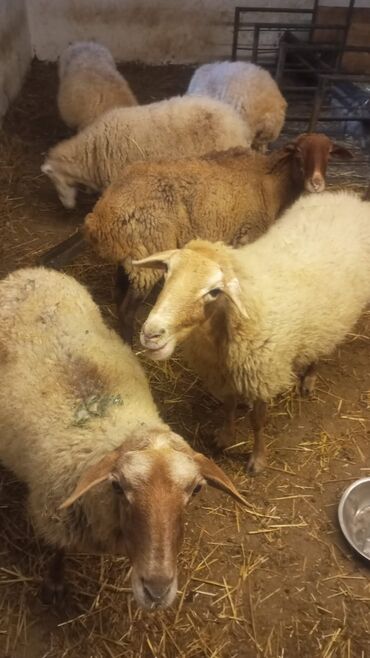 Lüğətlər: SALAM 6 QOYUN SATILIR QOCADIR BOĞAZ VƏ KÖK QOYUNLAR İSTƏYƏN ƏLAQƏ