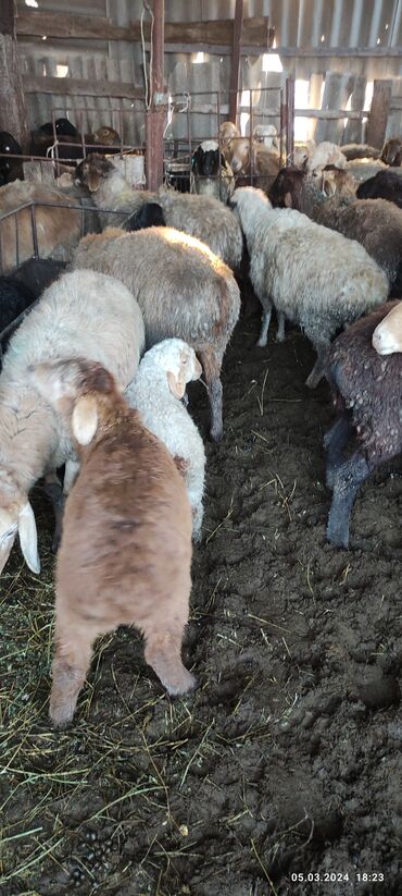 Животные: Продаю | Овца (самка), Ягненок | Для разведения