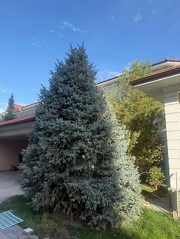 Ель колючая (голубая ель, Picea pungens ‘Glauca’) — крупное