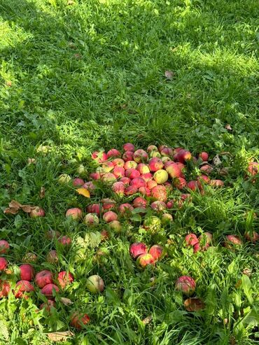 Продажа домов: Дом, 50 м², 2 комнаты, Собственник, Евроремонт — 13