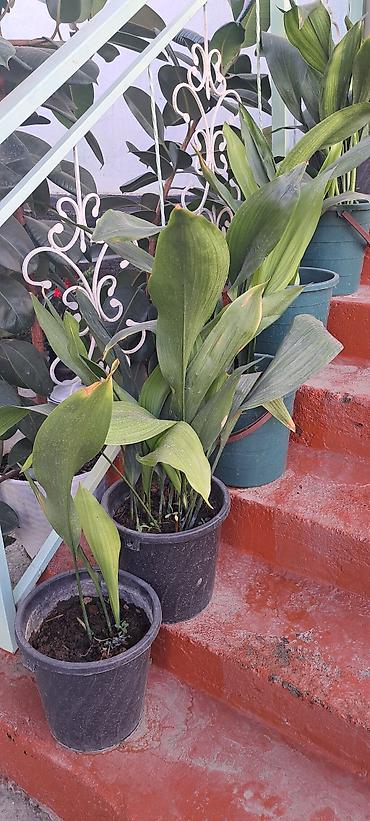 купить томаты: Аспидистра (Aspidistra elatior) в горшках - Крупные взрослые кусты с — 1