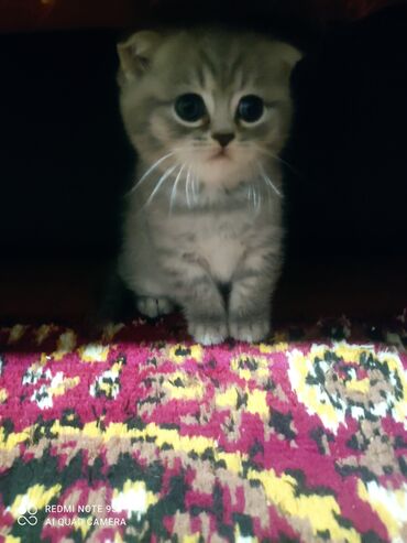 Pişiklər: Şotland, Erkək, Dişi, Yaxşı əllərə, Ünvandan götürmə — 20