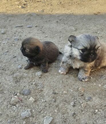 İtlər: Pekines, 1 ay, Erkek