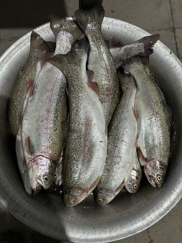 аксессуары для кухни: Свежий, 1 кг, Самовывоз
