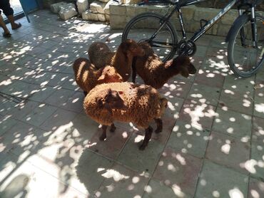 Arılar: Dişi, Qala, il: 9, 10 kq, Damazlıq, Ünvandan götürmə