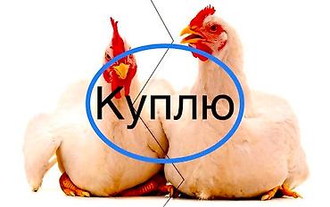 утки куплю: Продаю | Куры | Леггорн | На забой — 2