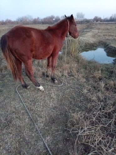 Atlar: Erkək, il: 2, Ünvandan götürmə — 2