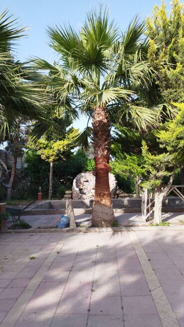 palma ağacı qiyməti: Продам пальму (вашингтония) высота 5.5 и 3.5 метра