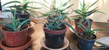 Aloe: 1-3 illik Aloye bitkisi