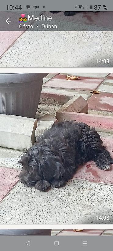 it balasi satisi: Yumşaq tüklü, kiçik ölçülü qara rəngli balaca it balası. - Qıvrım — 4