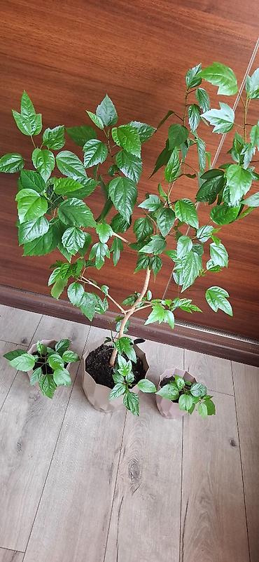Hibiskus (Çin qızılgülü) otaq bitkisi – ana bitki və 2 ədəd