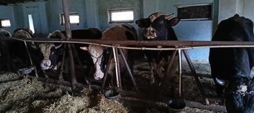 Inəklər, öküzlər: Məhsul: Qaramal – ət istiqamətli dana/öküzlər Təsvir: - Şəkillərdə — 9