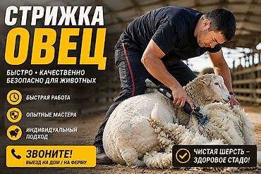 Стрижка овец Профессиональная стрижка овец: быстро, качественно и at lalafo.kg — 1 Стрижка овец Профессиональная стрижка овец: быстро, качественно и — 1