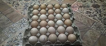 Птицы: Продам : Перепелов для развода возраст разный и на мясо . Яйца — 6