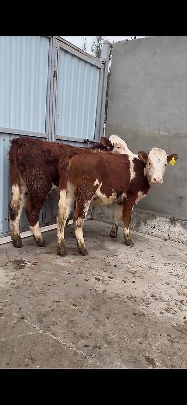 Dana, buzov: Məhsul: Simmental tipli dana cütlüyü - Rəng: qırmızı-ağ ləkəli, açıq -da lalafo.az — 1 Dana, buzov: Məhsul: Simmental tipli dana cütlüyü - Rəng: qırmızı-ağ ləkəli, açıq — 1