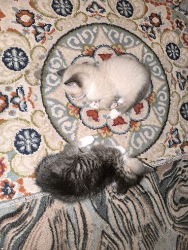 майкун кот: Бала мышыктар жакшы карайм деген адамдарга беребиз 🤗 энеси сиамский
