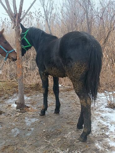 Лошади, кони: Продаю | Foal | Полукровка | Для разведения | Племенные