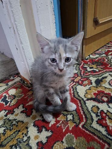 ищу котят: Отдаю котят в добрые руки 1 девочка возраст третий месяц 1 мальчик — 8