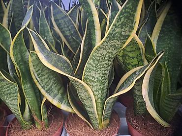 Ostale kućne biljke: Filadendron, velika biljka sa prve slike je 1000, Chlorophytum sa — 8