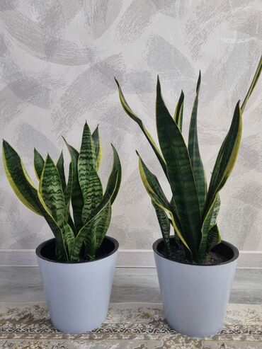 цветы тещин язык: Сансевиерия (Sansevieria, «тещин язык») в декоративных кашпо