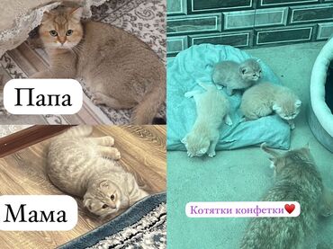 мыши: Скотиш Фолд (Шотландская вислоухая), 1 месяц, Девочка, Золотая шиншилла
