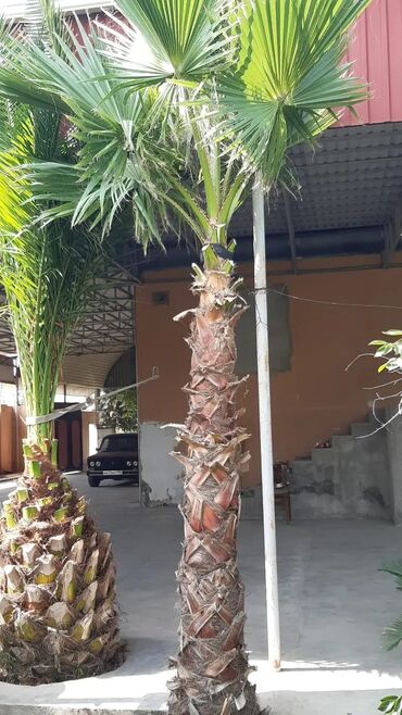 Ağaclar: Bu palma ağacı tropik bir görünüşə malik olub, bağçanıza, həyətinizə — 8