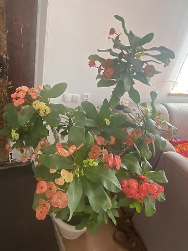 молочай цветы: Молочай Миля (Euphorbia milii) — крупный куст в напольном горшке. - — 2