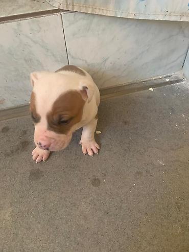 Продажа собак: Питбуль, 1 месяц, Самец at lalafo.kg — 6 Продажа собак: Питбуль, 1 месяц, Самец — 6