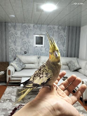 Nymph paraket (cockatiel) – əl öyrəşmiş, ev mühitinə uyğun lalafo.az -da Nymph paraket (cockatiel) – əl öyrəşmiş, ev mühitinə uyğun