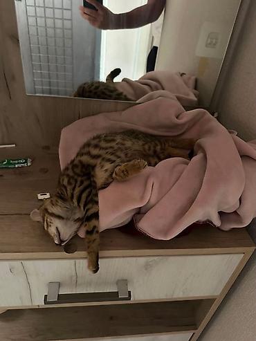 бенгальские коты: Котёнок с ярким пятнисто-полосатым окрасом (тип «леопардовый»/табби) — 2