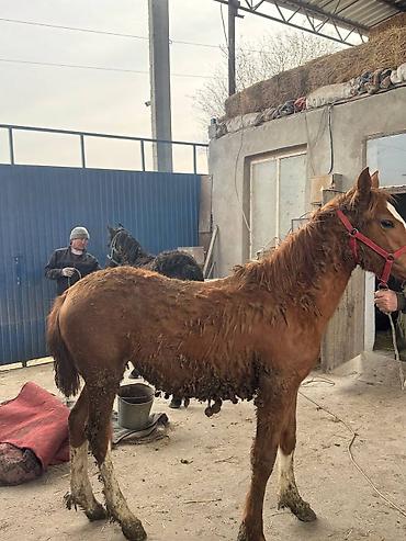 Лошади, кони: Продаю | Жеребец, Жеребенок — 12