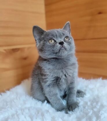 шотландская короткошерстная: Скотиш Страйт (Шотландиялык тик кулактуу), 2 айлык, Ургаачы, Көгүлтүр, Лотокко барууга үйрөтүлгөн, Курттардан тазаланган