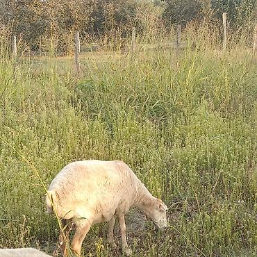 K/t heyvanları və malları: 1erkey toxlu yaw yarimliq 3 eded de ana qoyun 2cavan biri orta yawli — 3