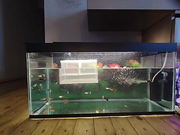 Akvariumlar: Su tutumu 80 litr,Böyük filtir üstündə su isidici verilir.Balıq — 2