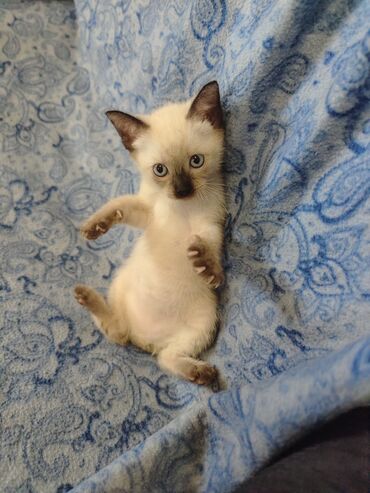 Mačke: Dostupno sijamsko mače muškog pola, naviknuto na kućne uslove, naučeno — 5