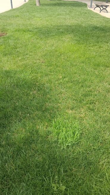 Torf: Torf 250 litrlik ekolayf perlitli 250 litrlik torf perlitli organik — 28