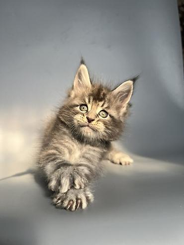 Продажа кошек: Предлагается эксклюзивные мощные котята породы мейн-кун. Эти котята — 18